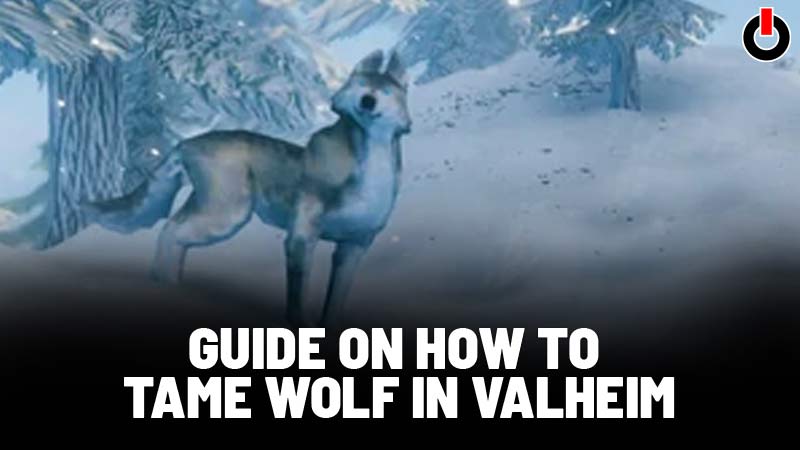 How To Tame Wolf In Valheim?