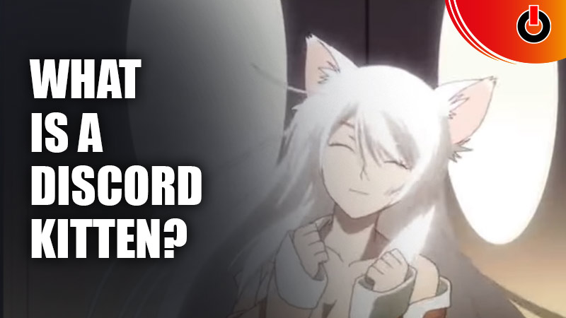 What is a Discord Kitten?