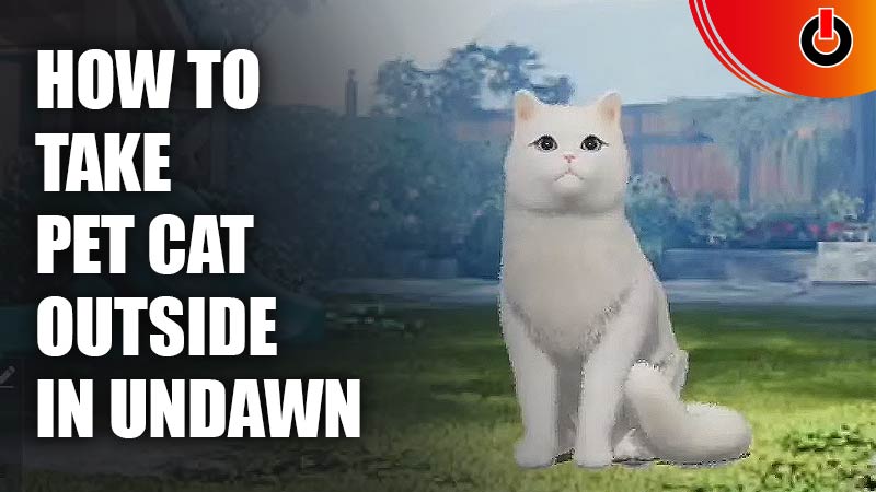 how to take pet cat outside in undawn